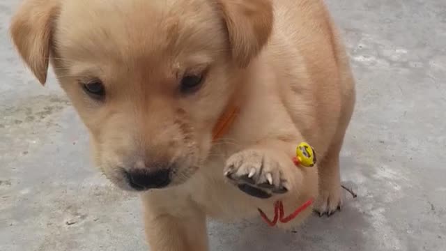 Labrador puppy is in a mood of fight.