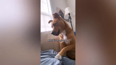 Funny dogs video