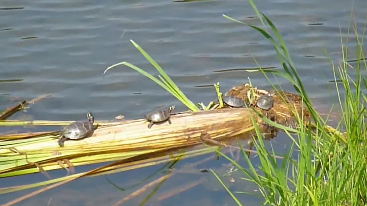 4 Midland Painted turtles soak up the sun.