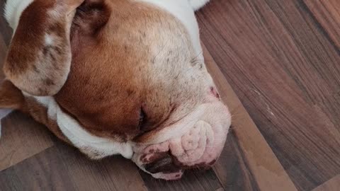 SLEEPING BULLDOG