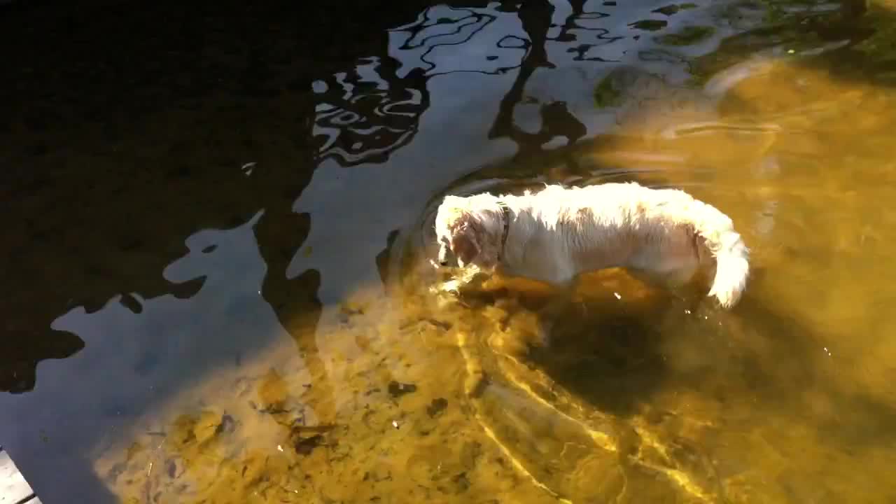 Dog looks for rock at the bottom of the pond. First attepmt Failed