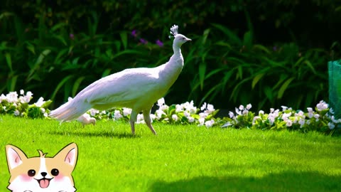 Colorful Birds in 4K - Planet Earth 4K | Beautiful Bird Sounds Nature Relaxation 4K UHD 60 FPS