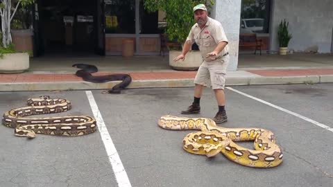 Giant Snakes On The Loose