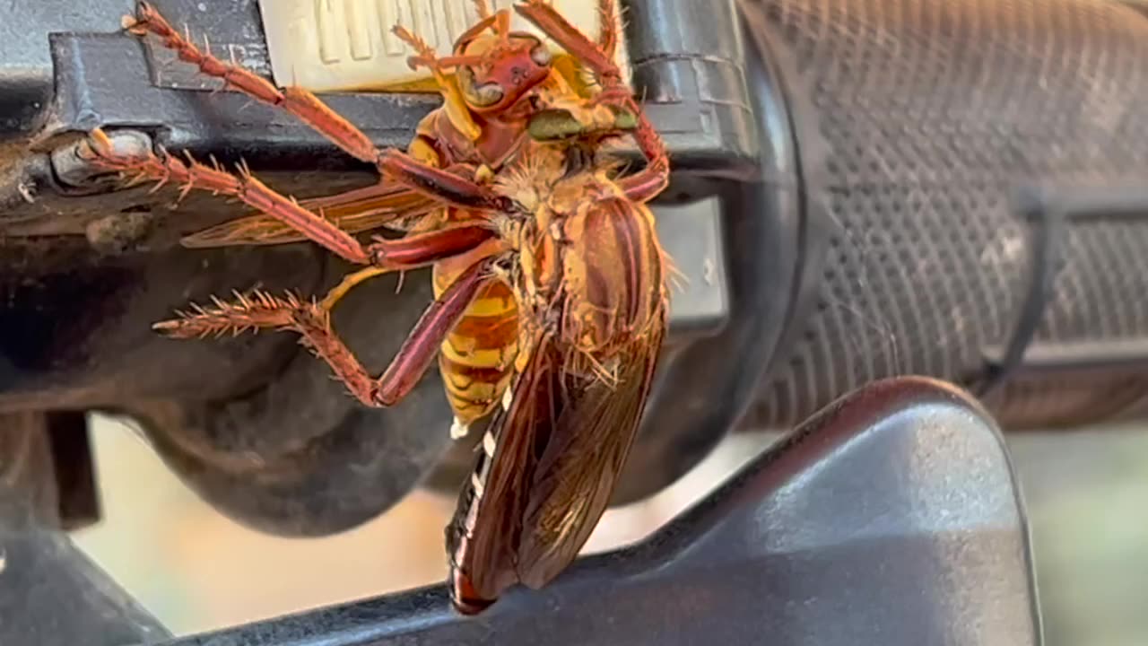 Assassin fly with a red wasp