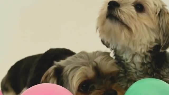 Video of Dogs with Balloons