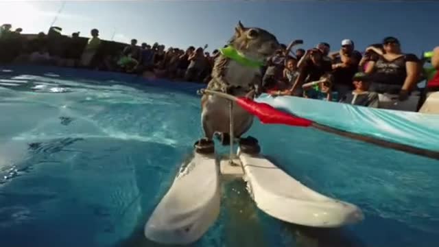 this Squirrel is amazing he try to surf