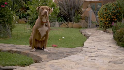 Dog Barks At Babysitter, So Mom Hides Camera In Hair!