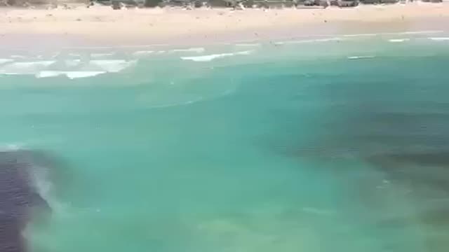 Huge shoal of sardines gather at Algoa Bay.