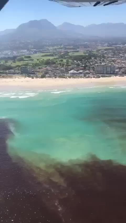 Huge shoal of sardines gather at Algoa Bay.