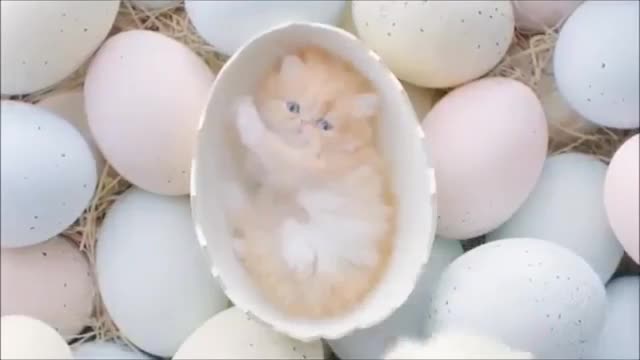 Cute cat egg