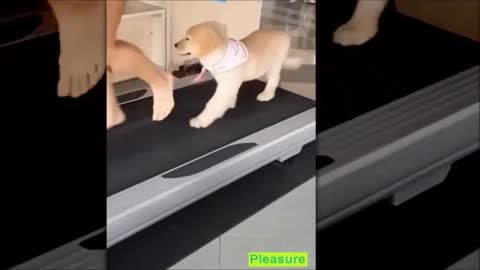 See little dogs doing funny things to please their owners