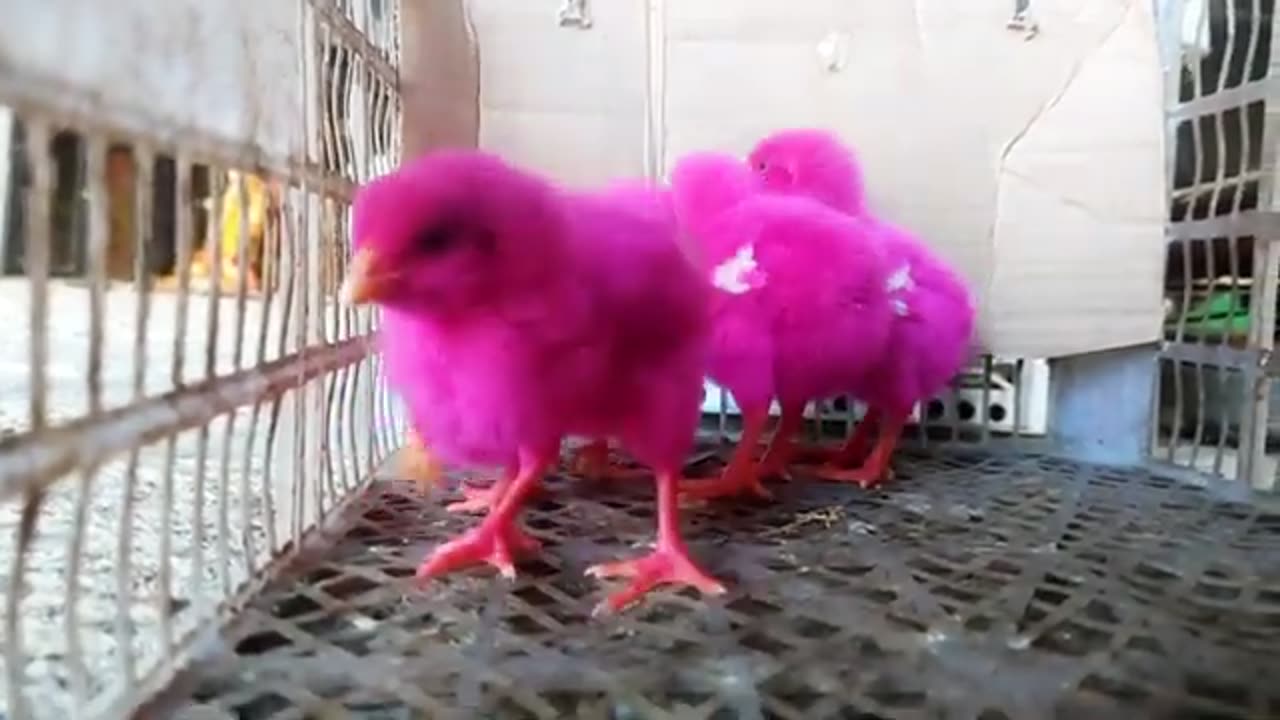 Pink Chicks, Cute Chickens, Choose Cute Cute Chickens, Pink Chick, Funny Baby Chick