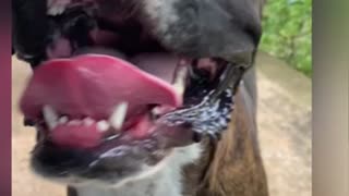 Happy boxer grin