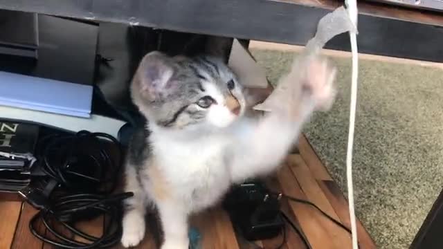 Watch this beautiful and fun cat playing with the wire so cute
