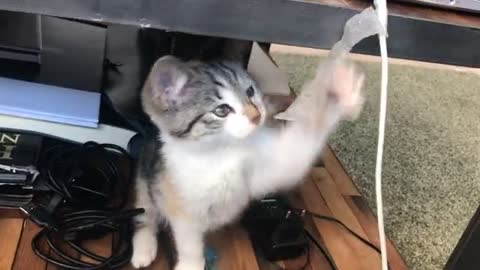 Watch this beautiful and fun cat playing with the wire so cute