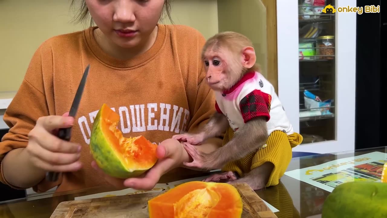 Monkey Bibi hides from mom and sits alone