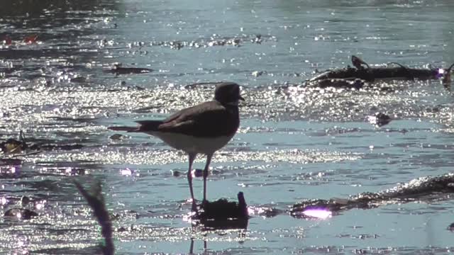 395 Toussaint Wildlife - Oak Harbor Ohio - Single Killdeer Looking For Company