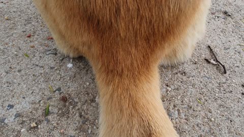 Our puppy hates to touch its tail 