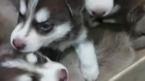 Puppies