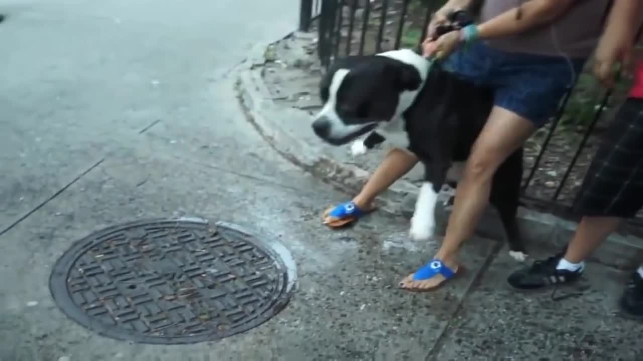 Pitbull attack Dogs - compilation 2014\ # Pittbull_Attack Dogs