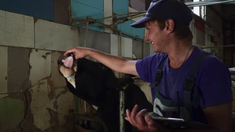 Young farm worker plays with a cow