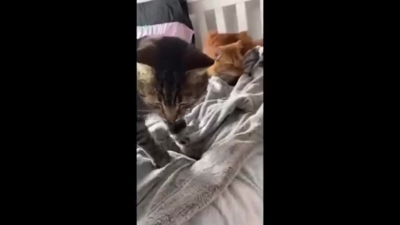 NEW Cat Videos 2024 😹 Funny Cat Videos 1