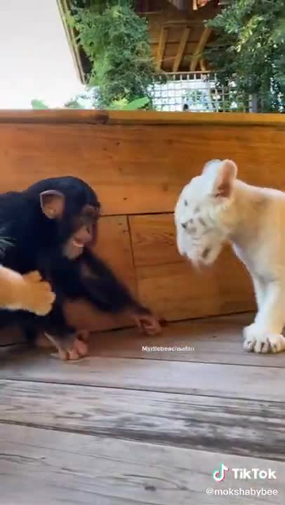 baby tiger and baby monkey playing game 🐒🐅🎮🎯