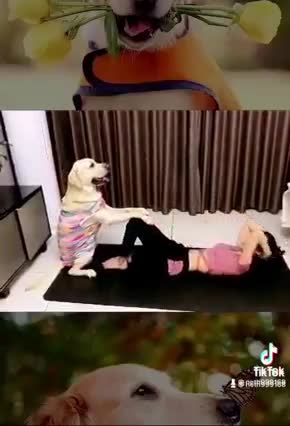 Doggy sweet exercise