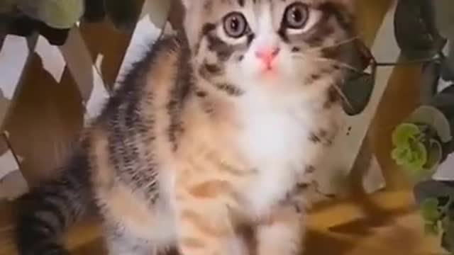 Cats and dogs _ cats meowing _ cats funny videos #shorts