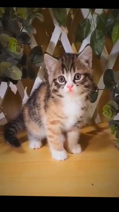 Cats and dogs _ cats meowing _ cats funny videos #shorts