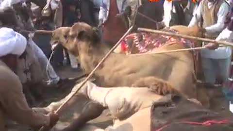 Funny camel fighting too much