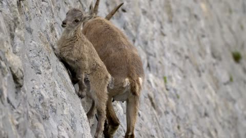 The Goat Climb Up Stone Wall