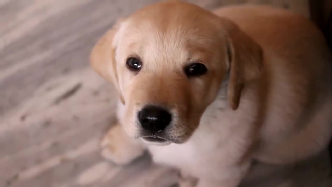 cute puppy