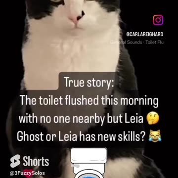 Leia the Cat flushes toilet