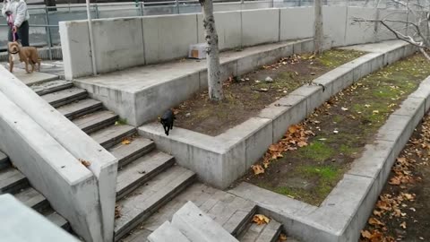 20240102 150927 Tux Near Dog