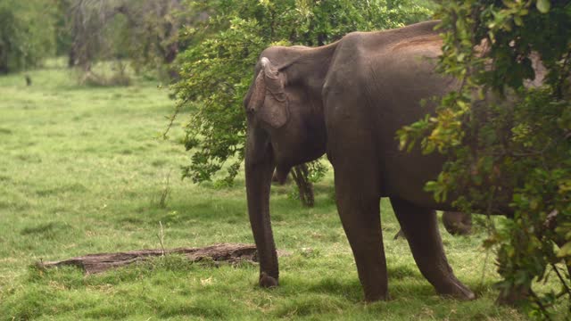 Srilanka Elephant