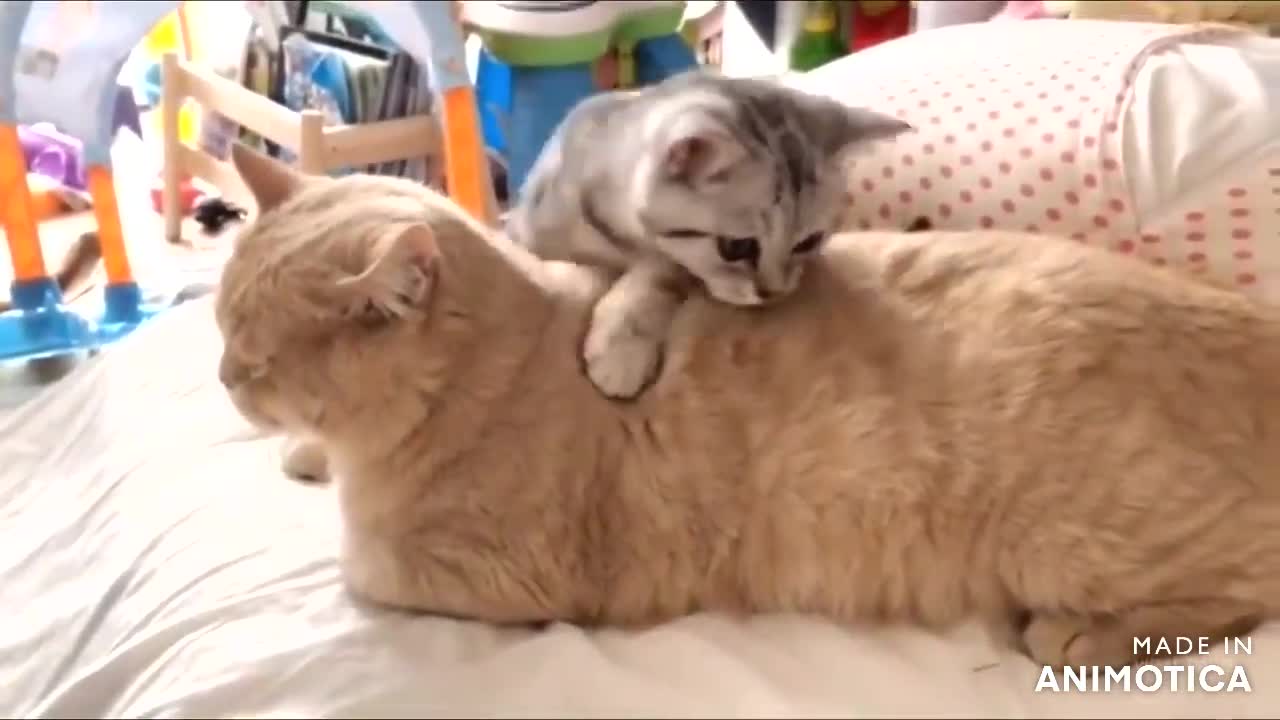 Cute Funny cats COMPILATION!! #4