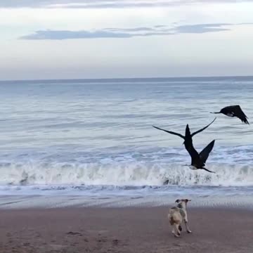 SEABIRD VS DOG