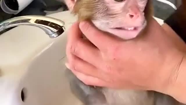 Monkey##animal