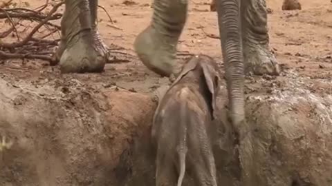 Mother elephant