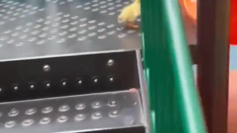 Tiny Chick At The Playground