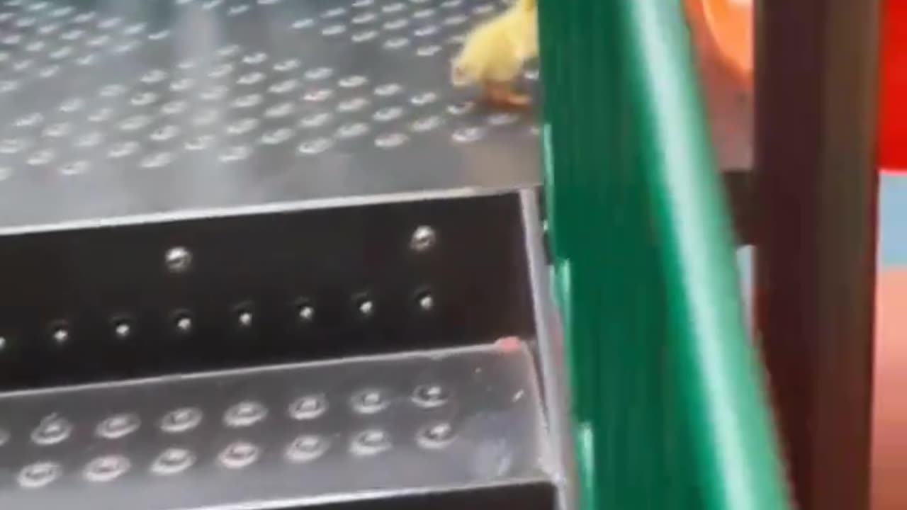 Tiny Chick At The Playground