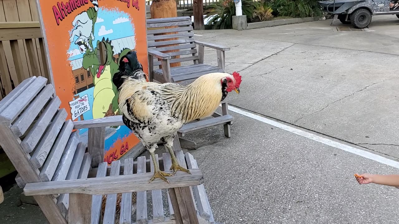 My Grandson with the Roosters