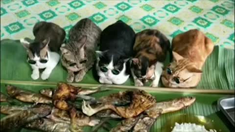 Funniest Cats | pray before eating