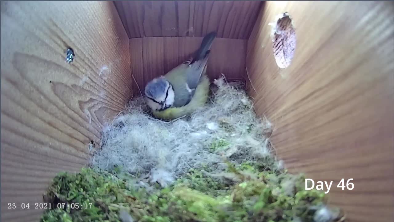 From empty nest to first egg in less than 8 minutes! - BlueTit nest box live camera highlights