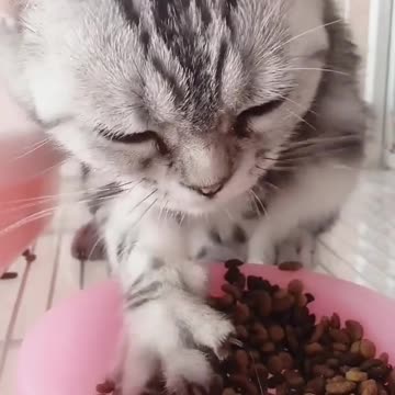 Cat Eating Like Human