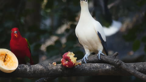 Birds eat fruit on a tree(parrots)