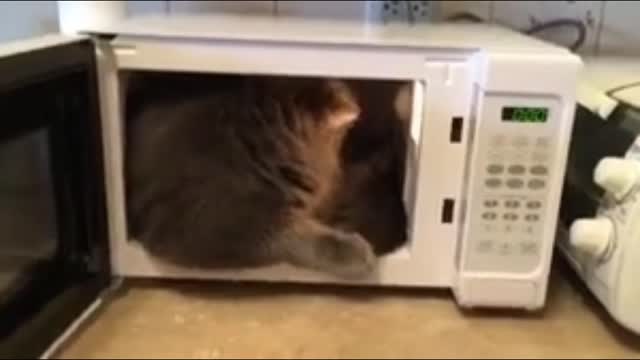 oven cat