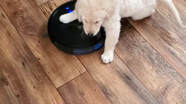 Puppy Takes Robot Vacuum for a Ride