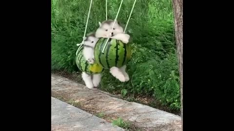 Baby Dogs Cute and Funny Dog Videos Compilation Funny Puppy Videos 2023_